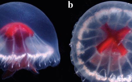 Jellyfish with bright red cross found in deep-sea volcanic structure
