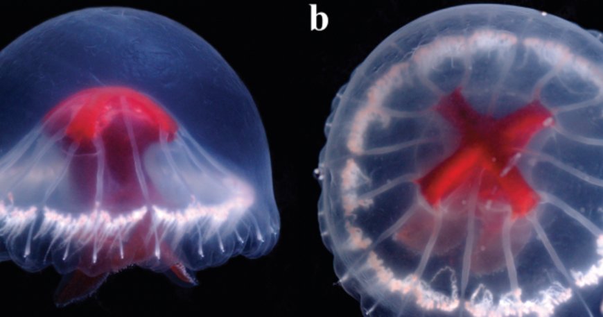 Jellyfish with bright red cross found in deep-sea volcanic structure